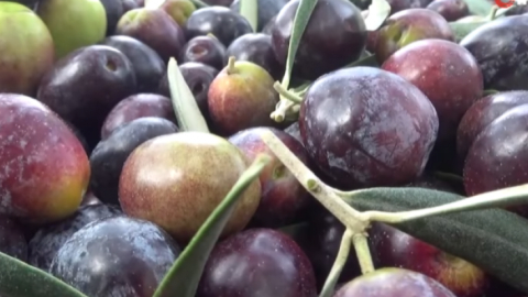 Kazdağları’nın eteklerinde zeytin hasadı