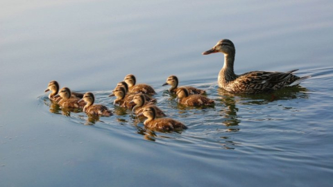 Dikkat av sezonu kapandı 