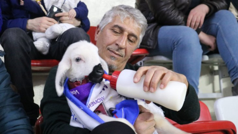 Evcil hayvanları arasına birde kuzuyu eklediler, torun özlemini onlarla gideriyorlar 