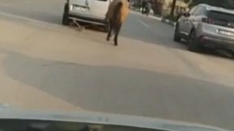 Bursa'da atını aracına bağlayıp çekti; o anlar kameraya yansıdı