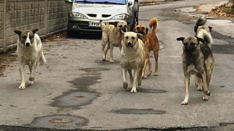 Ankara’da 8 başıboş köpek yolda yürüyen genç kıza saldırdı