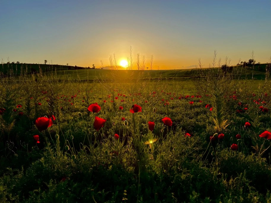 Tarlalardaki renk cümbüşü göz doldurdu