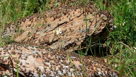 Çiftçilerin korkulu rüyası çekirgeler tarım arazilerini istila etti