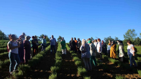 Kocaeli, tıbbi ve aromatik bitki üreticiliğinin merkezi olma yolunda