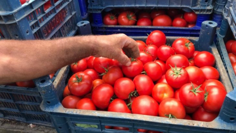 Büyükşehir'in kurduğu modern seralardaki verim üreticiyi sevindirdi