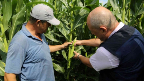 2 bin çiftçiye 120 ton dane mısır desteği