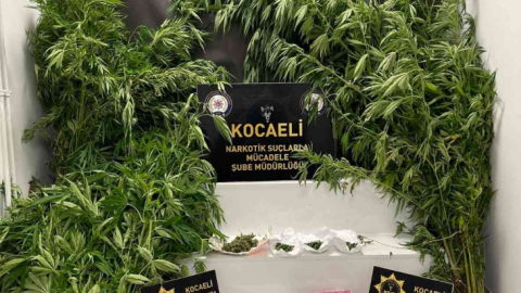 Arazide hint keneviri keserken suçüstü yakalandı