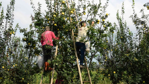 Avrupa'nın ayvası bu köyden