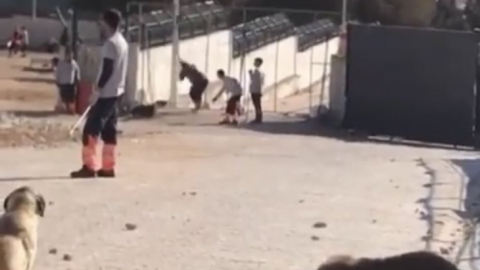 Konya'da vahşet ! Köpeğe yapılanlar kan dondurdu !