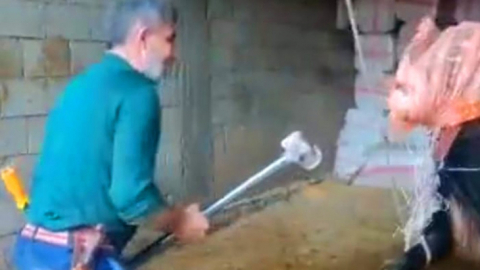 Mardin'de dehşet ! Boğaya balyozla vurdu !