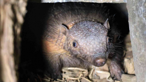 Türkiye'nin ilk armadillo yavrusu 3 buçuk ay önce dünyaya gözlerini açtı