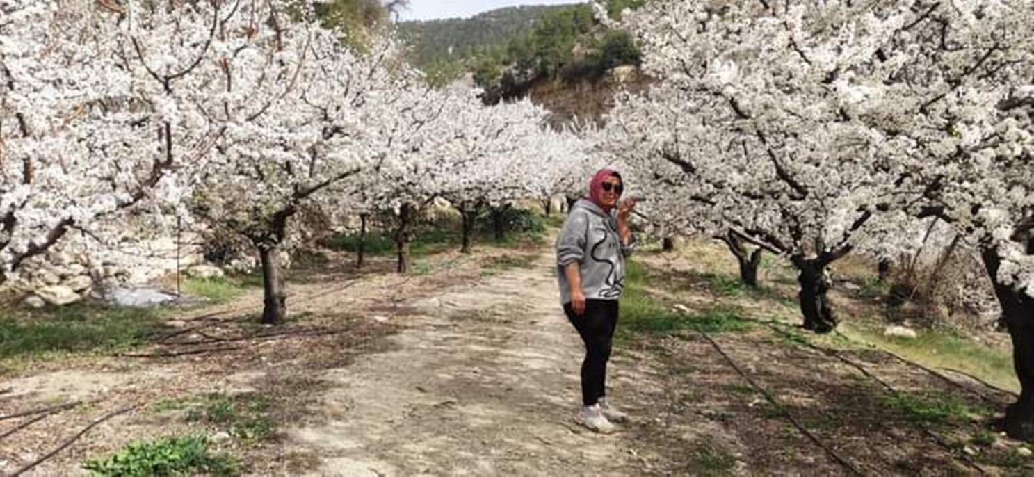 Kayısının üretim merkezi Mersin’de ağaçlar gelinliğini giydi