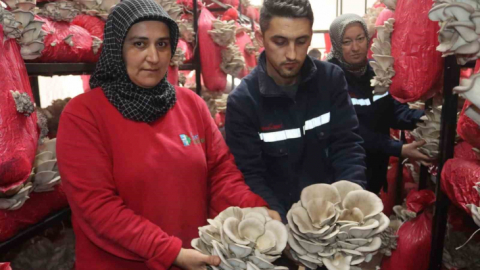 Yılın ilk hasadında 370 kilo mantar toplandı