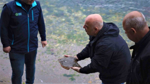 İzmit Körfezi'nde ağlara çipli kalkan balığı takıldı