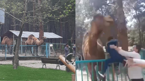Deveye fazla yaklaşan çocuk az daha canından oluyordu
