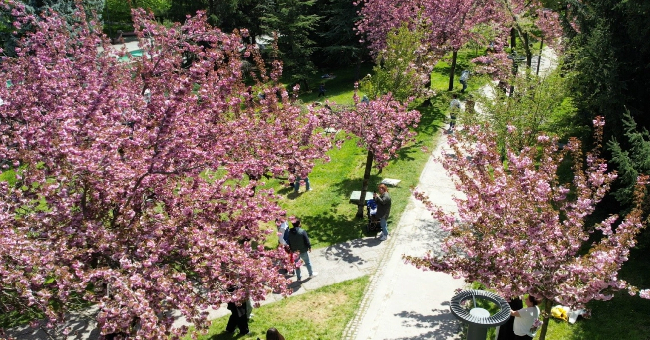 Çiçek açan sakura ağaçlarından görsel şölen