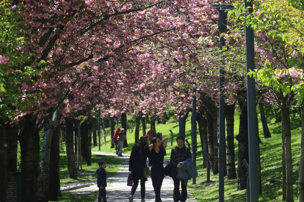 Çiçek açan sakura ağaçlarından görsel şölen