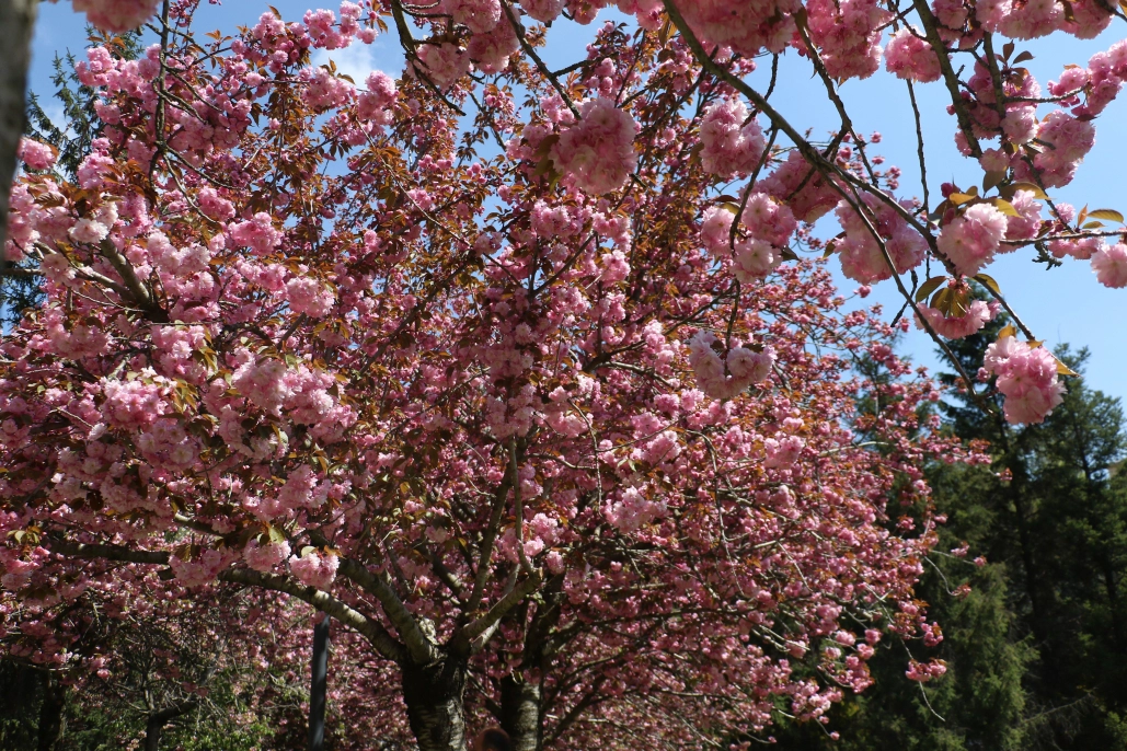 Çiçek açan sakura ağaçlarından görsel şölen
