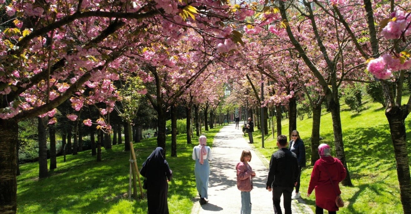 Çiçek açan sakura ağaçlarından görsel şölen