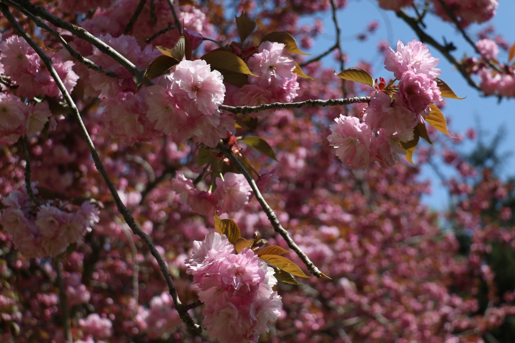 Çiçek açan sakura ağaçlarından görsel şölen