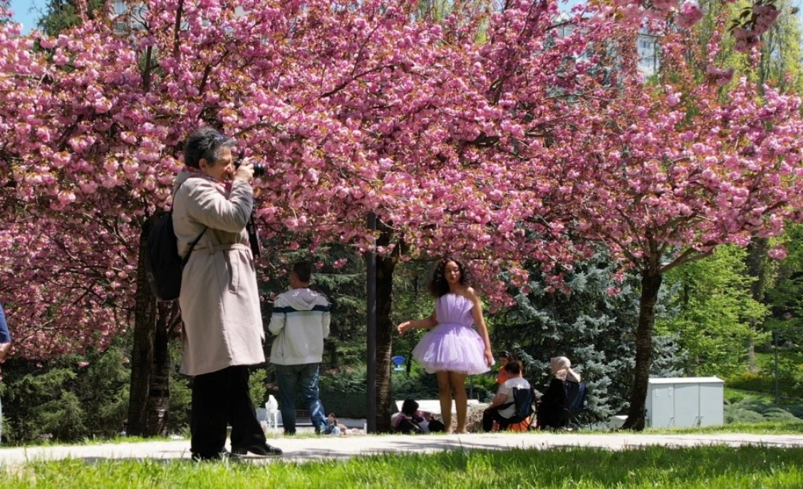 Çiçek açan sakura ağaçlarından görsel şölen