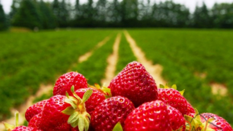İzmit Belediyesi, Çilek Köyün’de yarın hasat zamanı