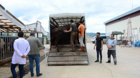 Kocaeli'de kurbanlık hayvan girişleri başladı