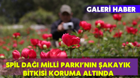 Spil Dağı Milli Parkı’nın şakayık bitkisi koruma altında