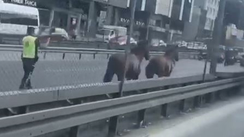 D-100 Karayolu’nda koşan başı boş atlar trafiği birbirine kattı