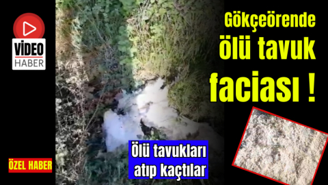 Gökçeörende ölü tavuk faciası!