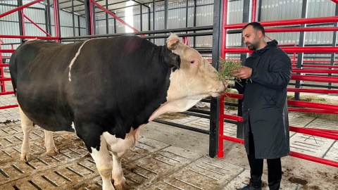 Fiyatı arabalarla yarışan ‘Paşa’ satışa çıkarıldı