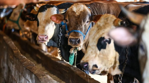 Kurban kesimini düzenleyen tebliğ Resmi Gazete'de