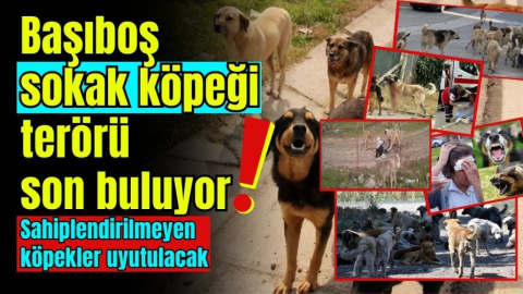 Başıboş sokak köpeği terörü son buluyor! Sahiplendirilmeyen köpekler uyutulacak