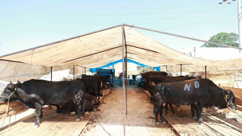 Gebze'de kurban satış alanı hazır