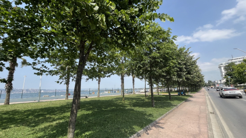 Kocaeli'yi ıhlamur kokusu sardı