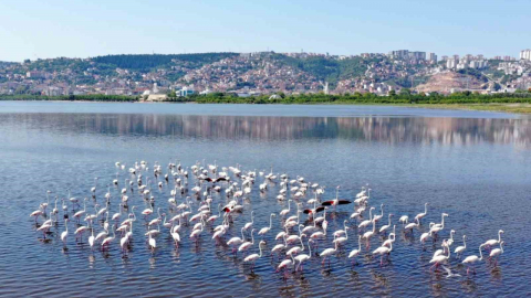 İzmit Körfezi'ndeki flamingo sayısında artış gözlendi