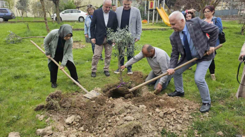 Gölcük'te zeytin ağaçları toprakla buluştu