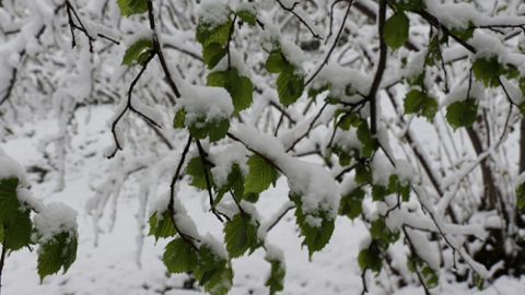 Meteorolojiden soğuk hava ve zirai don uyarısı