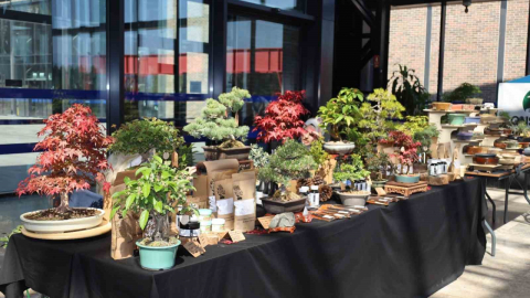 Doğa ve sanat tutkunları bonsai sanatı ile tanıştı