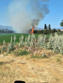 Bingöl’de ağaçlık alanda korkutan yangın