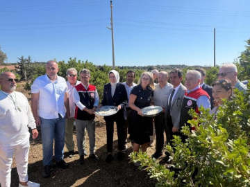 Çeşme’de damla sakızı ve zeytin hasadı başladı