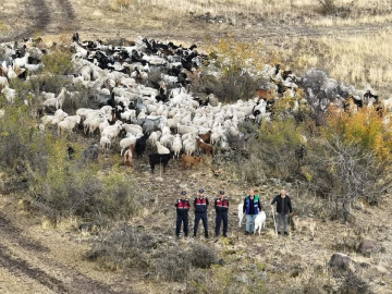Kayıp 544 adet küçükbaş hayvanı dron ile bulunup sahibine teslim edildi