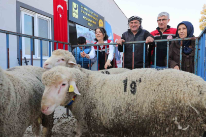 Aliağa Belediyesinden üreticiye damızlık koyun desteği