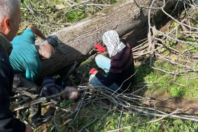 Komuşuda feci ölüm! Kestiği ağacın altında kaldı