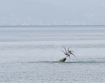Çeşme sahilinde fokun ahtapot avı