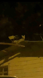Tavuk hırsızı tilkiyi yerde beklerken çatıda çıktı