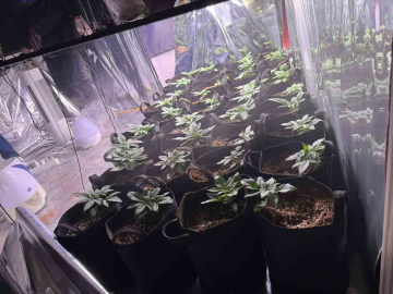 İzmir’de uyuşturucu operasyonunda 1 tutuklama