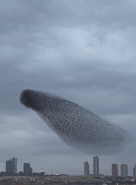 Ankara’da sığırcık kuşlarının dansı mest etti