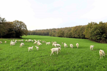 Süt otu desteği meraları yeşertti, maliyetleri düşürdü