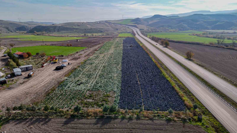 Beypazarı’nda mor lahana hasadı sürüyor